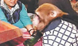 人与动物做爱视频